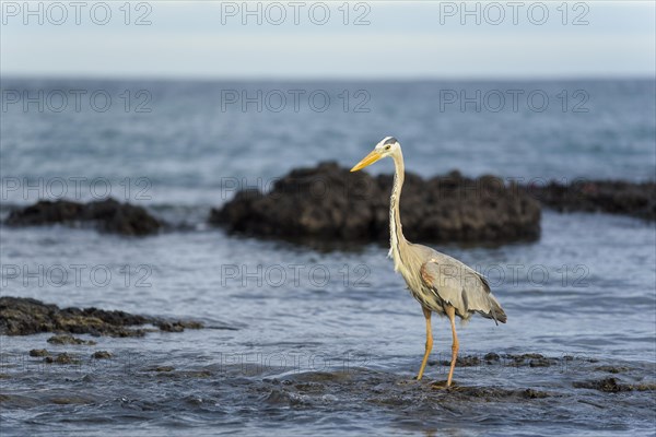 Great blue heron