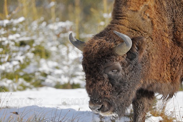 Wisent