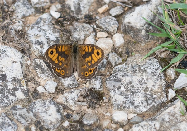 Wall brown