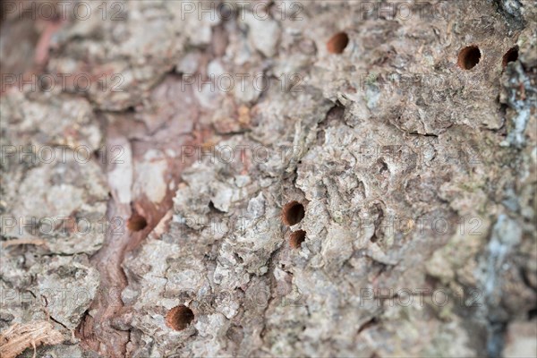 Giant woodwasp