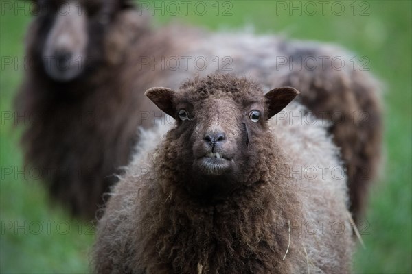 Ouessant sheep also Breton dwarf sheep