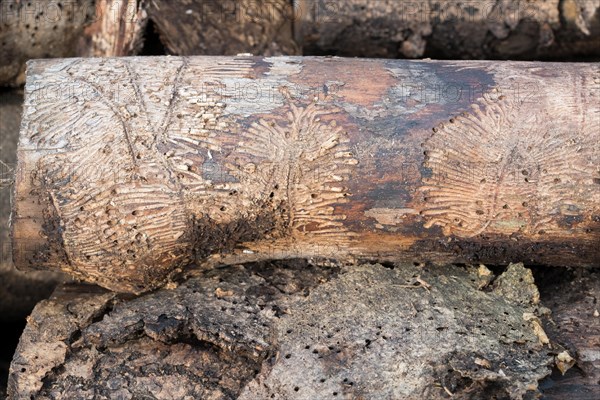 Deadwood piles as natural insect nesting aid