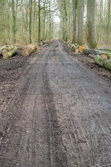 Forestry in the forest