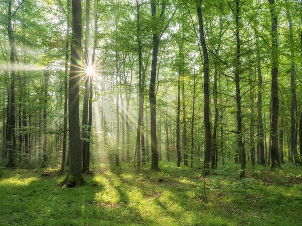 Light-flooded natural beech forest on the Finne mountain range