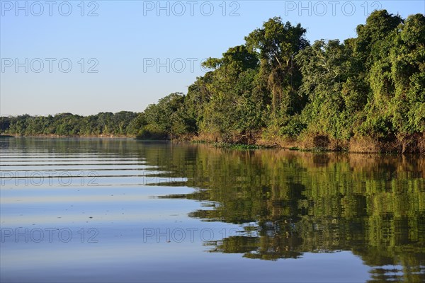 Jungle on the banks of the Rio Sao Lourenco