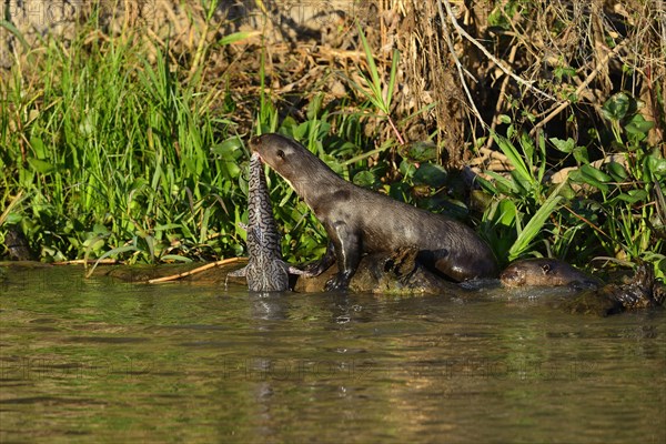 Giant otter