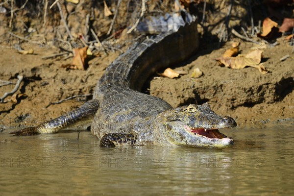 Resting yacare caiman