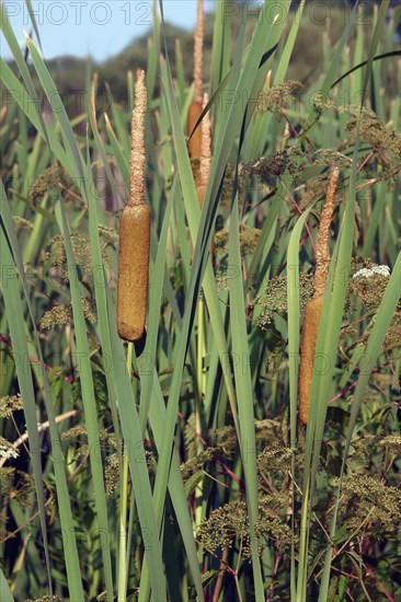 Common bulrush