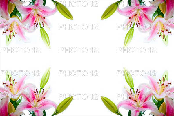 Lily flowers corner frame over white background copyspace