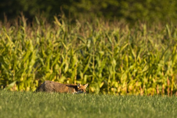 Red fox