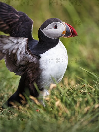 Single puffin