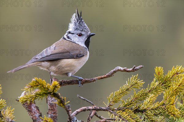 Crested tit