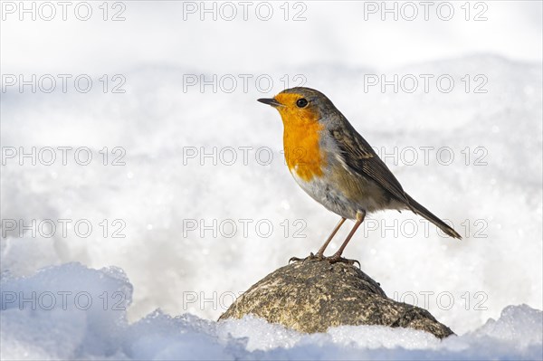 European robin