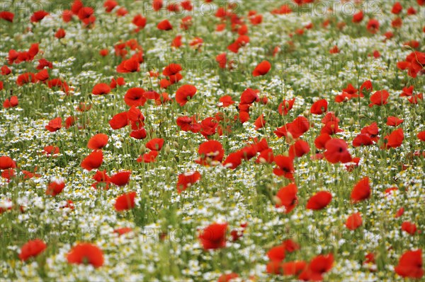 Field with corn poppy