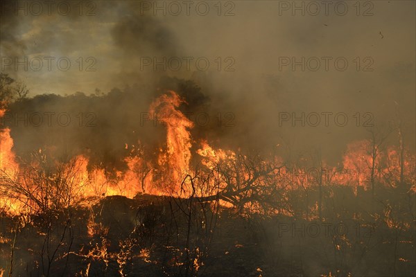 Burning vegetation in a bushfire