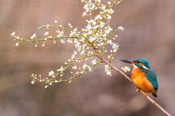 Common kingfisher