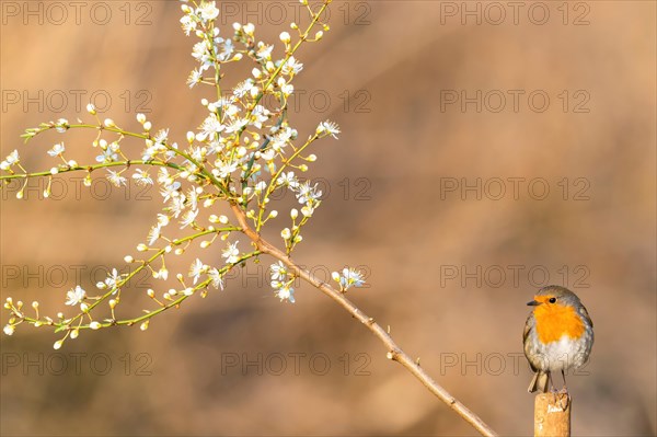 European robin