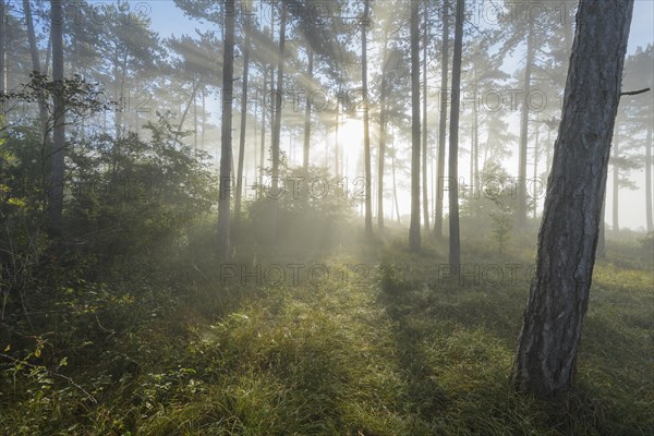 Forest in the morning with fog and sun