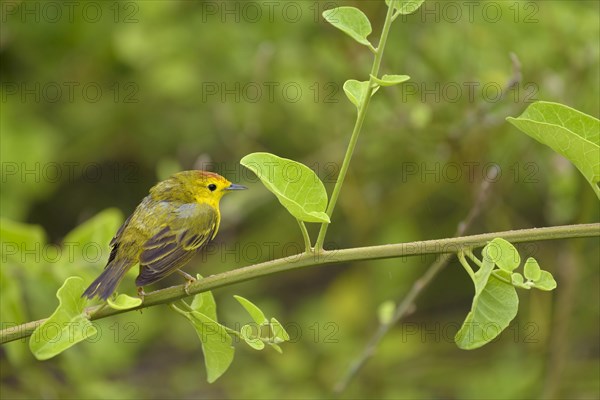 Yellow yellow warbler