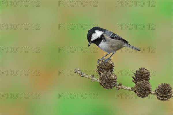 Coal tit