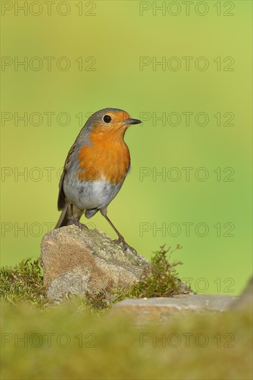 European robin