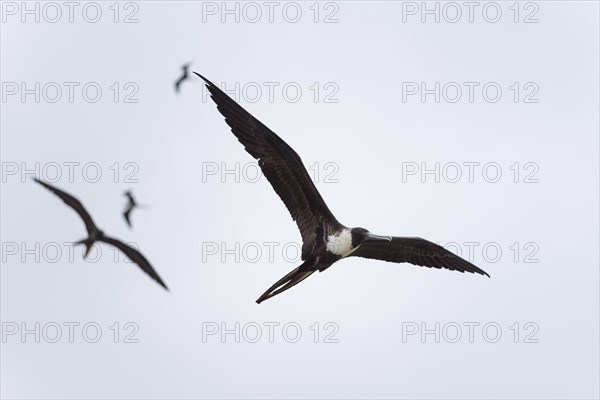 Magnificent frigatebirds