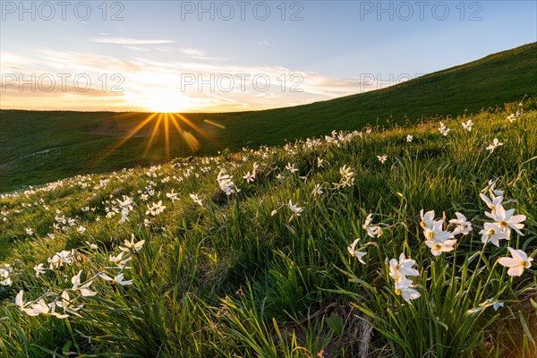 Poet's daffodil