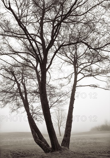 Bare group of trees in the morning mist
