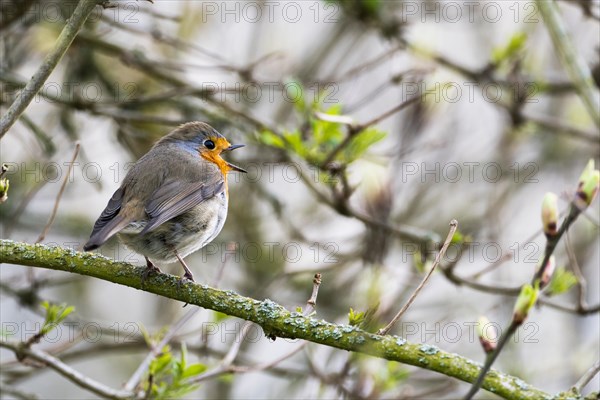 European robin