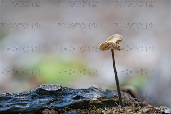 Marasmius alliaceus