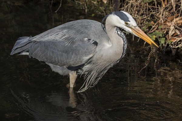 Grey heron