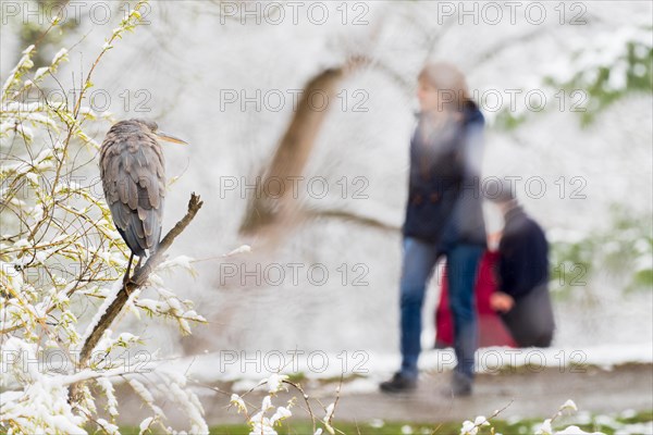 Grey heron