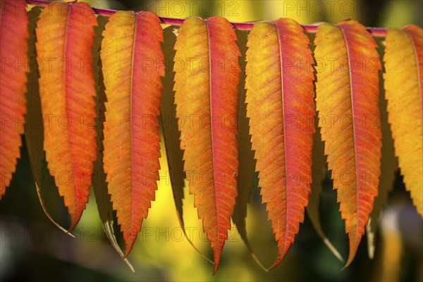 Leaf of the staghorn sumac