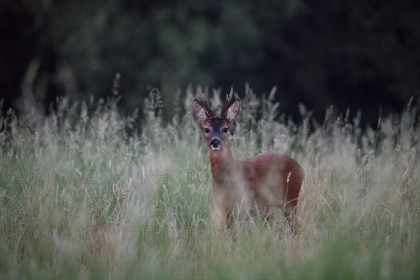 European roe deer