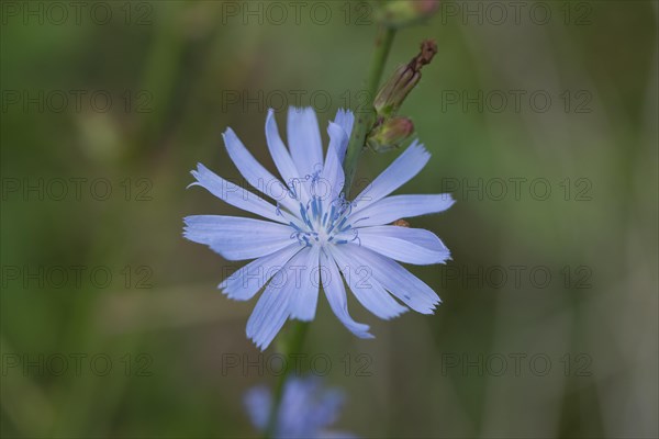 Common common chicory