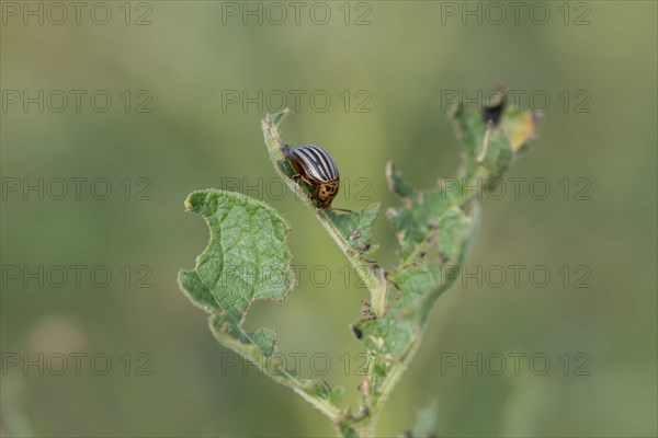 Colorado potato beetle