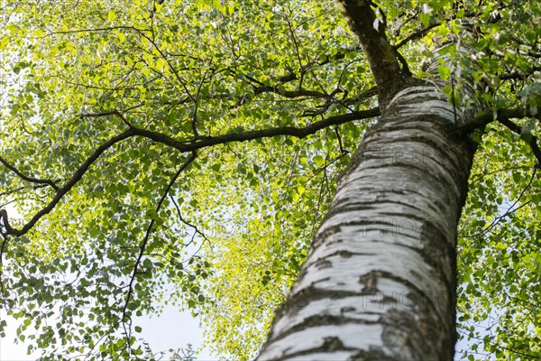 Warty birch