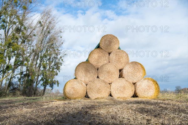 Straw bales stacked at the edge of the field after harvesting and protected from rain with a tarpaulin