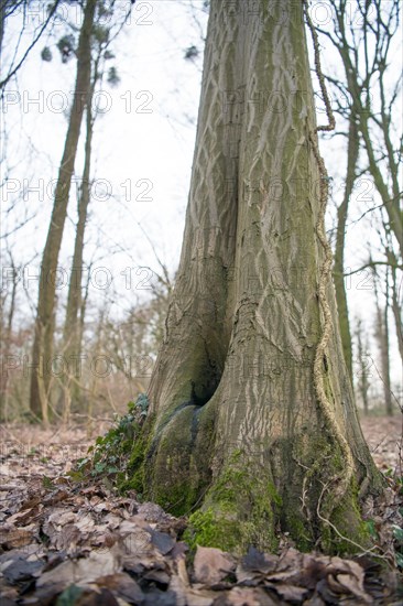 Water pot in old tree