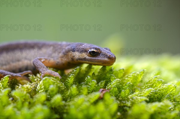 Common newt