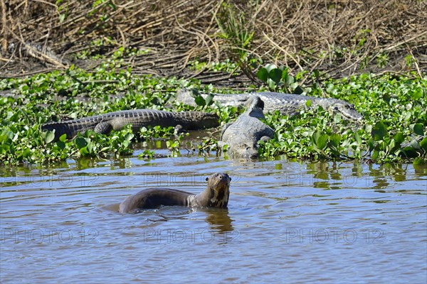 Giant otter