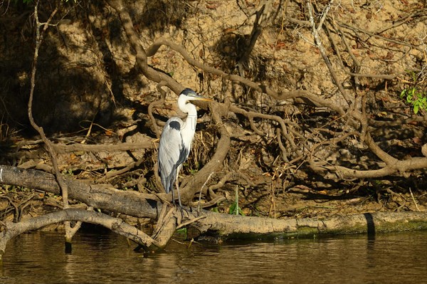 Cocoi heron