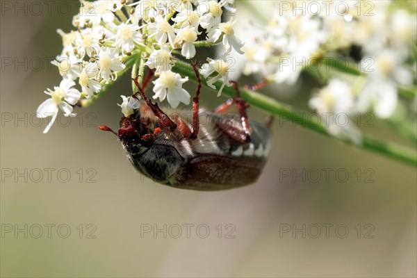 Cockchafer