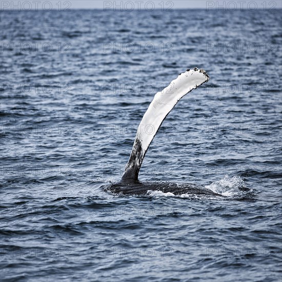 Pectoral fin of humpback whale