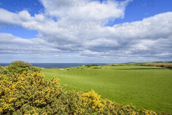 Countryside with Common gorse in spring