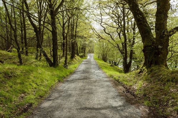 Scottish single track road street lined with old oak trees in spring