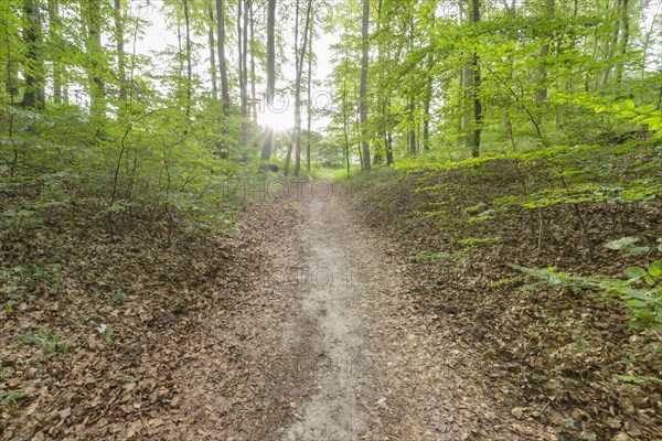 Forest path