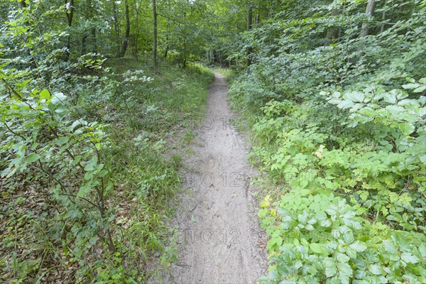 Forest path