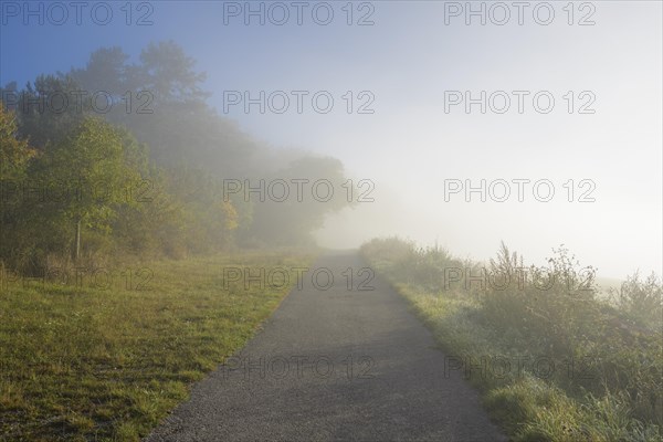 Path on the edge of the forest with fog in autumn