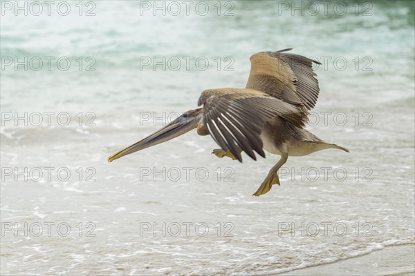 Brown pelican